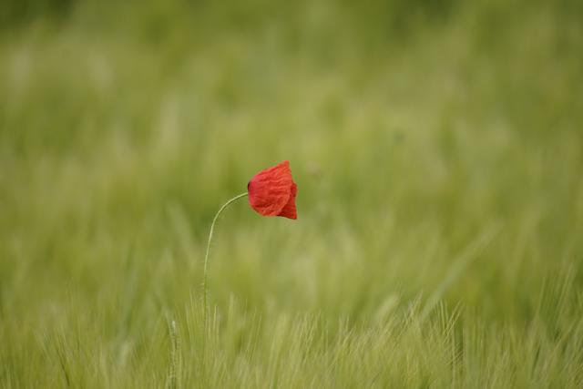 Un coquelicot seul au milieu d'une pelouse