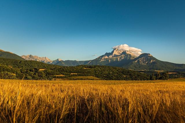 Un champs de blé avec une montagne en arrière plan